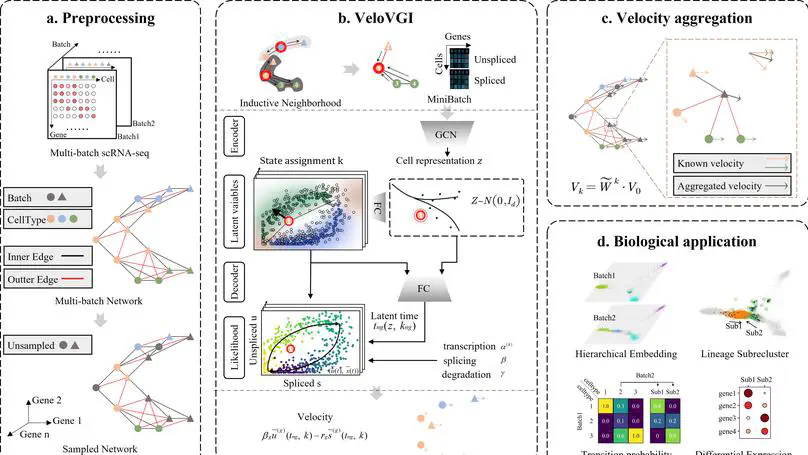 Accurate RNA velocity estimation based on multibatch network reveals complex lineage in batch scRNA-seq data